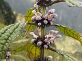 Rosy Motherwort