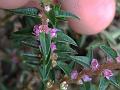 Rosy Rotala