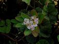Rosy Spurge