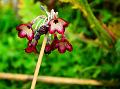 Rosy-Bells Primrose