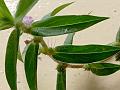 Rough Buttonweed