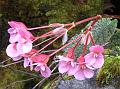 Rough-Leaf Begonia