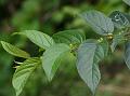 Rough-Leaf Charcoal Tree