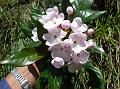 Round-Petal Luculia