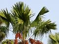 Roundleaf Fountain Palm