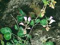 Roundleaf Pea-Shrub