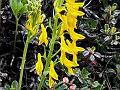 Rush Corydalis
