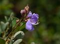 Rusty Desmodium