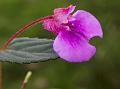 Rusty Nilgiri Balsam