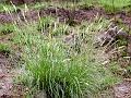 Sabai Grass