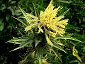 Saffron Thistle