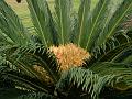 Sago Palm
