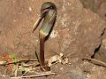 Sahyadri Cobra Lily
