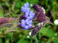 Sahyadri Dew-Grass