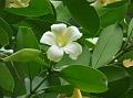 Samoa Perfume Flower Tree