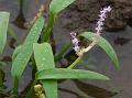 Satara Lace Plant