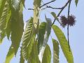 Sawtooth Oak