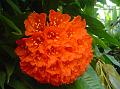 Scarlet Flame Bean