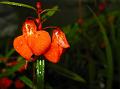 Scarlet Kanara Balsam
