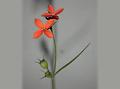 Scarlet Snake-Needle Grass