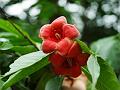 Scarlet Wrightia