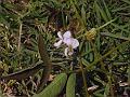 Scorpion Tick Trefoil