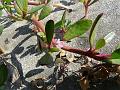 Sea Purslane