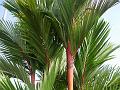 Sealing Wax Palm