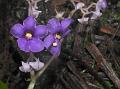 Shady Eastern Violet