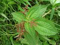 Shady Himalayan Clearweed