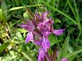 Shady Marsh Orchid