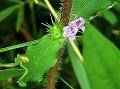 Shaggy Buttonweed