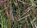 Sheda Grass