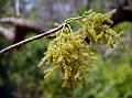 Shidam Tree