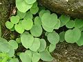 Shield Leaf Ariopsis