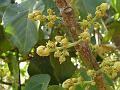 Shield-Leaf Tree
