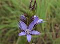 Shining Bellflower