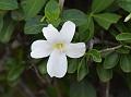 Shining Bush-Violet