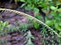 Shortleaf Lovegrass