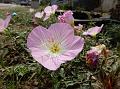 Showy Evening Primrose