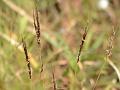 Shrirang Eulalia Grass
