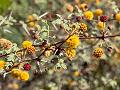 Shrub Babool