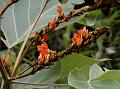 Shrub Butea