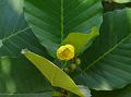 Shrubby Dog Teak