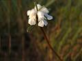 Shrubby Leucas