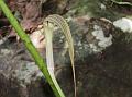 Siang Cobra Lily