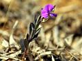 Siberian Milkwort