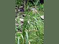 Siberian Needlegrass