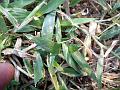 Signal Grass