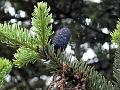 Sikkim Fir